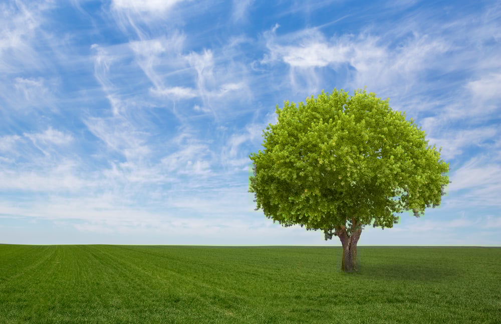 Baum